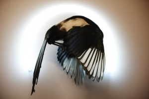Harriet Horton taxidermy by Joe Quigg